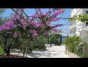 Apartmanok Ljuba - nice garden: A2(4+1) Plavi, A4(8+1), A1(2+2) Okrug Gornji - Ciovo sziget  - virágültetvény (ház és környéke)