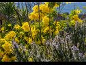 Házak a pihenésre Božena - nice garden: H(2+1) Poljica (Marina) - Riviera Trogir  - Horvátország  - virág