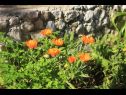 Apartmanok Rosemary - gorgeous garden : A1(4+1), A2(4+1) Rogoznica - Riviera  Sibenik  - virágültetvény